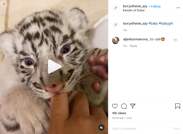 How Instagram Celebrities Promote Dubai's Underground Animal Trade -  bellingcat