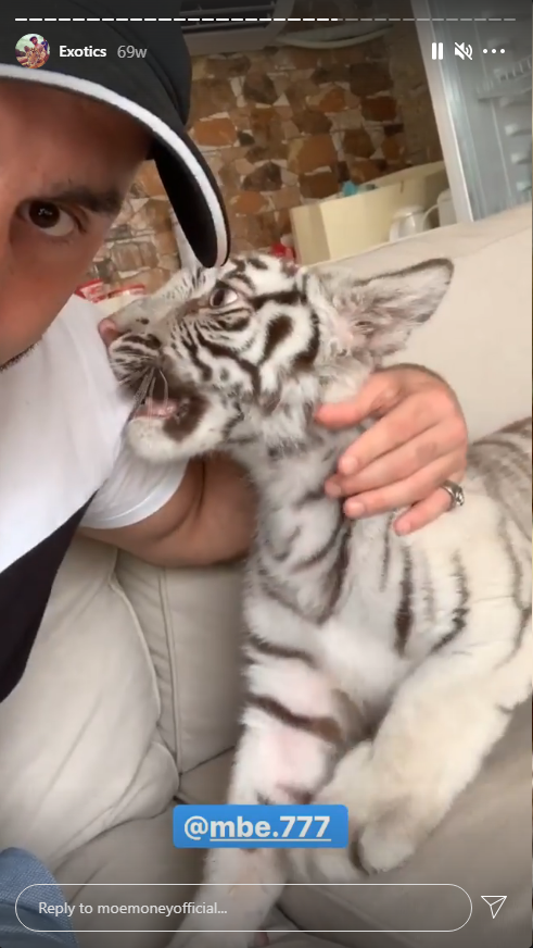 How Instagram Celebrities Promote Dubai's Underground Animal Trade -  bellingcat