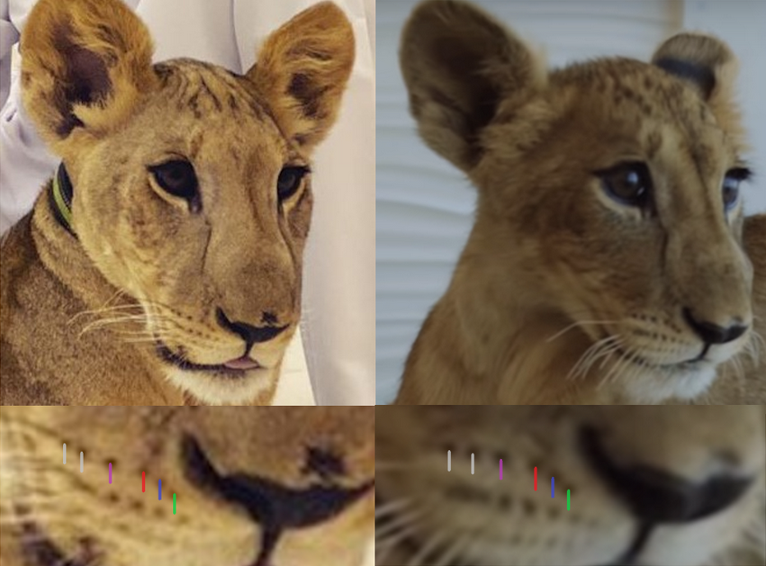 memphis depay pet lion