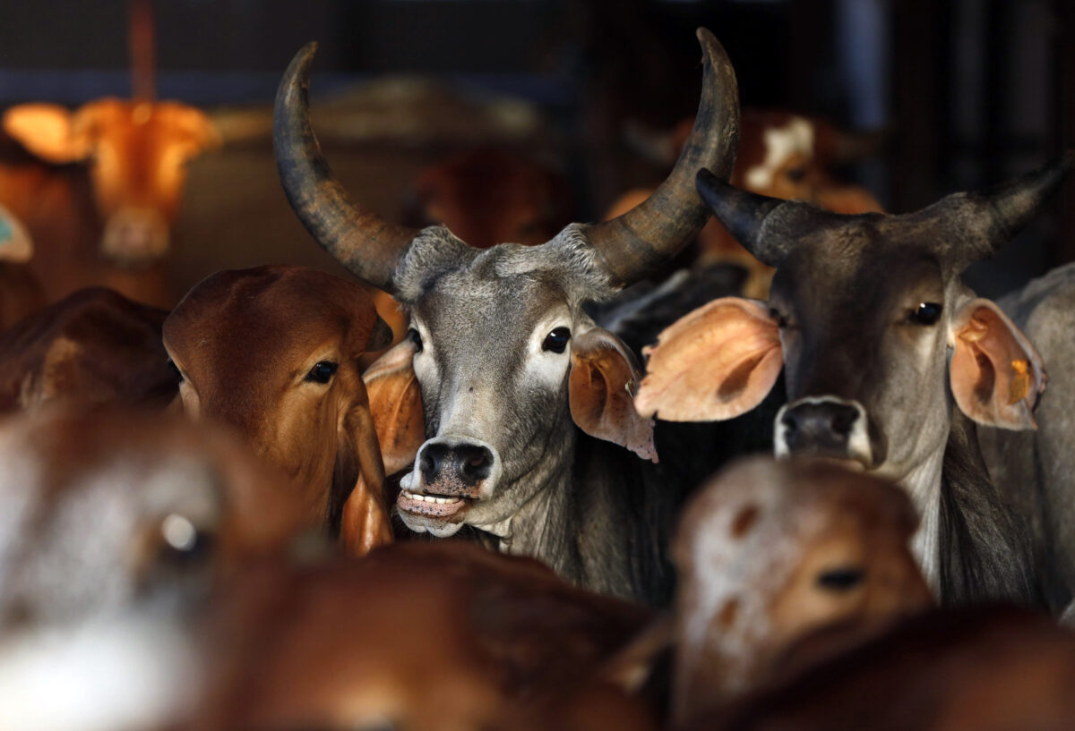 Violence in the Name of Cows: The ‘Animal Welfare’ Groups That Beat Up Truck Drivers in India