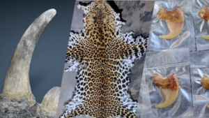Rhino Horn, Leopard Skin and Tiger Claws Sold Openly on Facebook